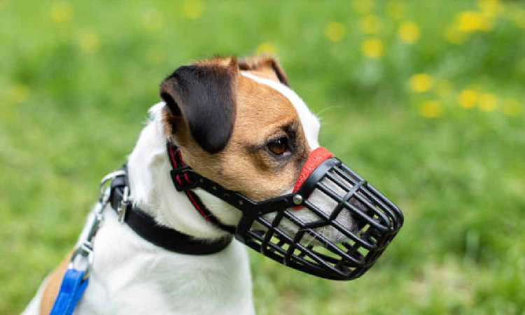 Now, muzzles a must while taking out pet dogs in Chennai Now, muzzles a must while taking out pet dogs in Chennai