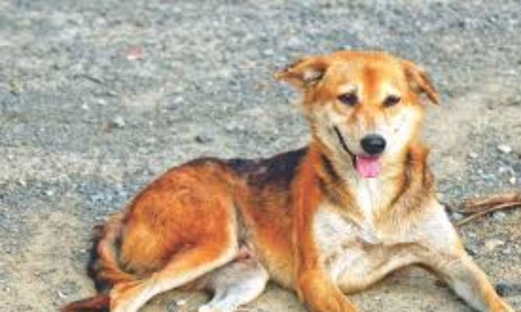 Muzzle your dogs or face penalty, Chennai Corporation tells pet owners