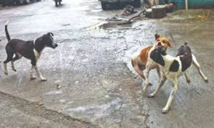 Stray dog menace echoes in Tamil Nadu Assembly, govt hikes compensation