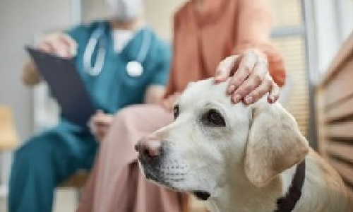 Researchers test new treatment for chronic kidney disease in dogs