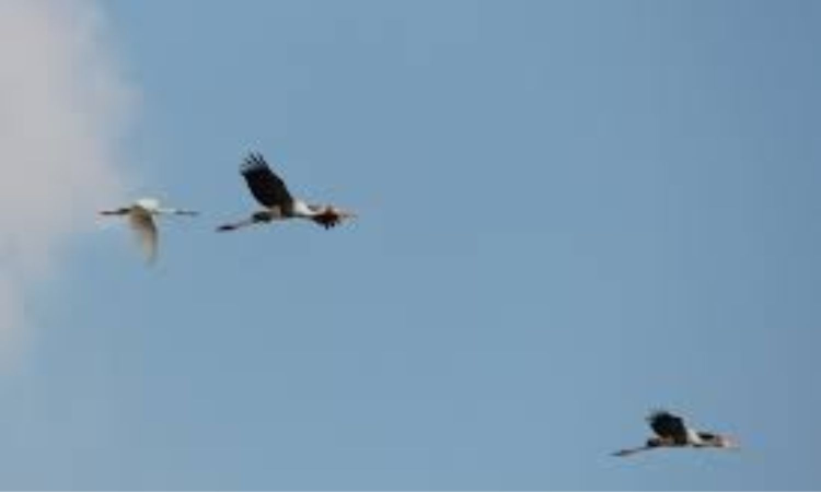 232 bird species spotted in bird survey in Coimbatore