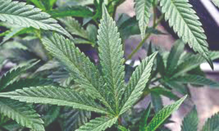 Hempseed gruel to CBD | Novel food: Curious case of cannabis Hempseed gruel to CBD | Novel food: Curious case of cannabis