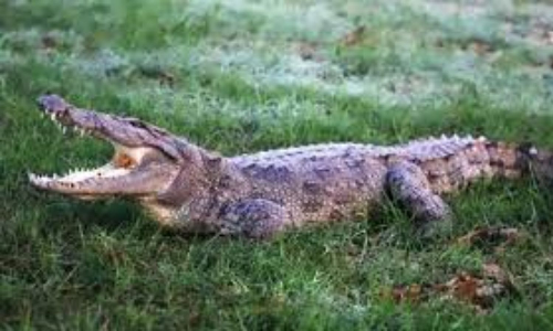 Crocodile spotted on IIT Bombay Campus road