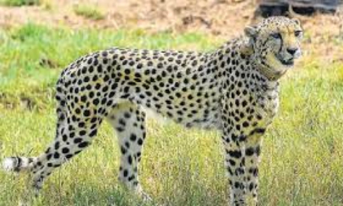 Watch | Cheetah Jwala, four cubs stray into villages near Kuno Park; videos show stick-wielding residents Watch | Cheetah Jwala, four cubs stray into villages near Kuno Park; videos show stick-wielding residents