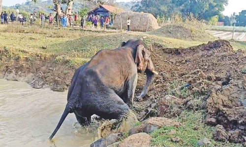 Wild tusker rescued from farm pond in Krishnagiri