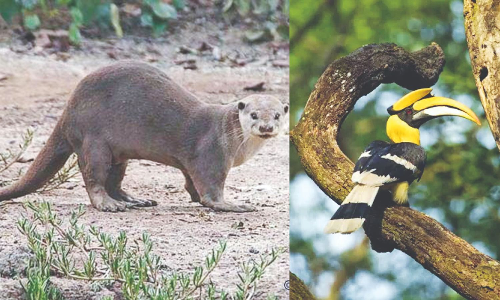 Tamil Nadu launches efforts to protect endangered hornbills, hedgehogs, foxes and more Tamil Nadu launches efforts to protect endangered hornbills, hedgehogs, foxes and more