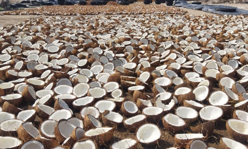 Coconut oil mills in Tamil Nadu stare at crisis
