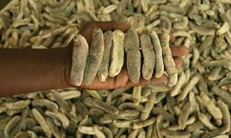 Coast Guard seizes Rs 80 lakh worth sea cucumbers in Tamil Nadu