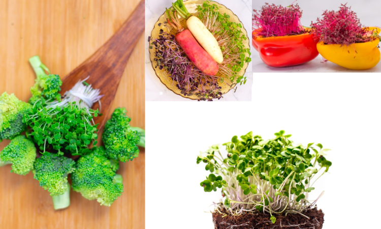 From seed to superfood: Exploring the world of microgreens in Chennai From seed to superfood: Exploring the world of microgreens in Chennai