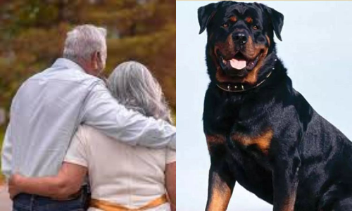 Youth unleashes pet Rottweiler on elderly couple, CSR registered in Chennai