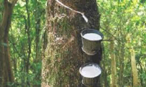 Contract rubber workers in Kanniyakumari demand regularisation under ARCL