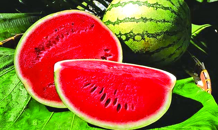 Chennai food safety officer who flagged ‘tainted’ watermelons shunted out