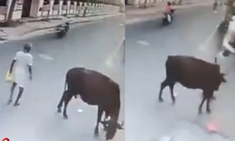 Stray cow gores ex-army man in Ambattur