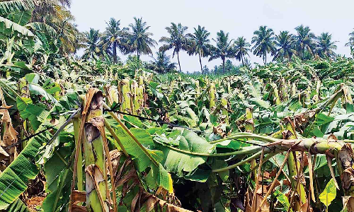 Two killed in rain-related incidents in Tirupur, over 80,000 plantains damaged in Erode