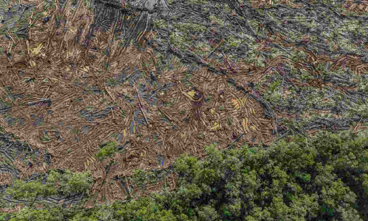 Worlds largest deforestation project fells forests for bioethanol fuel, sugar, rice in Indonesia