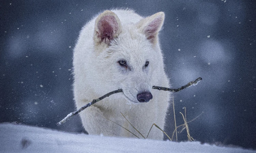 Scientists genetically engineer wolves with white hair, muscular jaws like extinct dire wolf