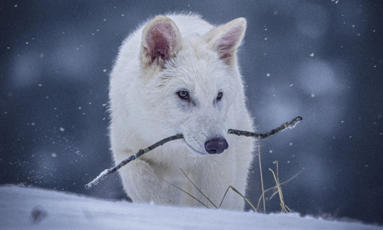 Scientists genetically engineer wolves with white hair, muscular jaws like extinct dire wolf