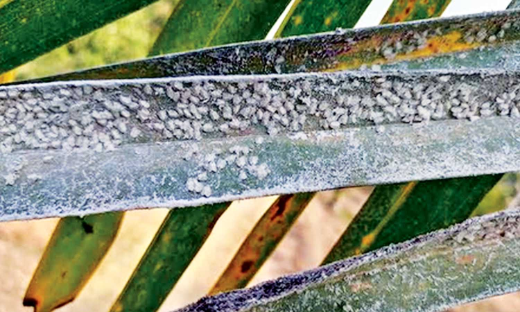 TN agri department takes action as 1.9 lakh acres of coconut farms hit by whitefly infestation