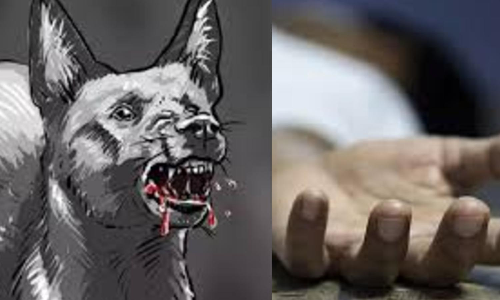 Three-year-old boy attacked by stray dog in Hosur