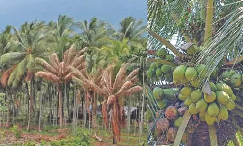Pest attack on coconut trees worries TN farmers