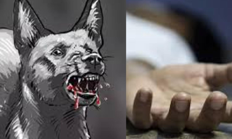 Three-year-old boy attacked by stray dog in Hosur
