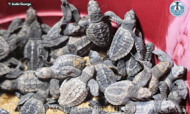 50,000 Olive Ridley eggs collected in Chennai