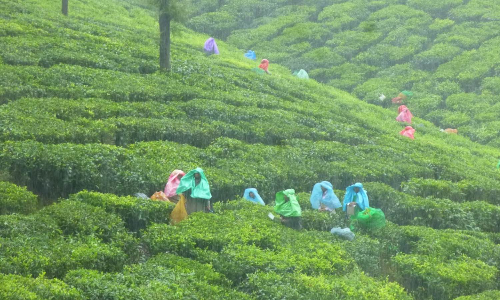 Heavy rains lash Coimbatore; trees fall in several areas due to strong winds Heavy rains lash Coimbatore; trees fall in several areas due to strong winds