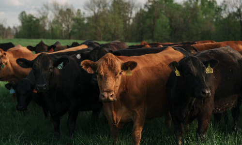 What Some Animals Endure Before We Eat Them