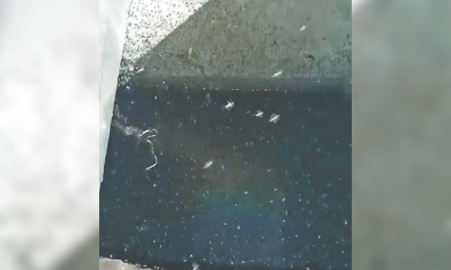 No respite for Pallavaram residents from mosquito menace