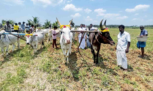 Tamil Nadu: New cultivation year begins traditionally at Delta region
