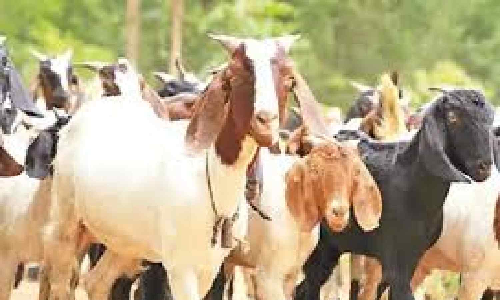 Fertilizer-mixed water kills around 40 goats in Coimbatore