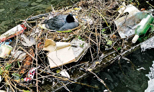 One bird nest, 30 years of human trash