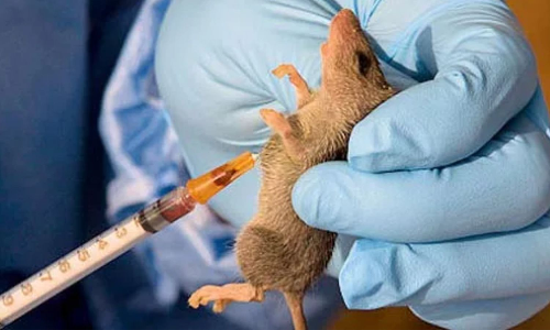 Death toll of Lassa fever outbreak in Nigeria rises to 127