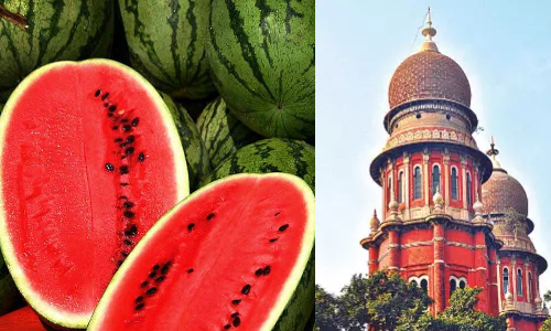 No traces of chemicals found in watermelons sold in Tamil Nadu: Govt tells Madras HC No traces of chemicals found in watermelons sold in Tamil Nadu: Govt tells Madras HC