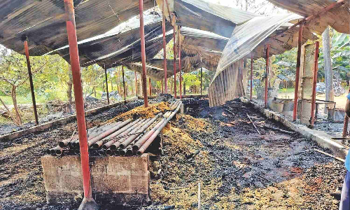 Around 3,600 chicks burnt alive in fire at poultry farm in Erode Around 3,600 chicks burnt alive in fire at poultry farm in Erode