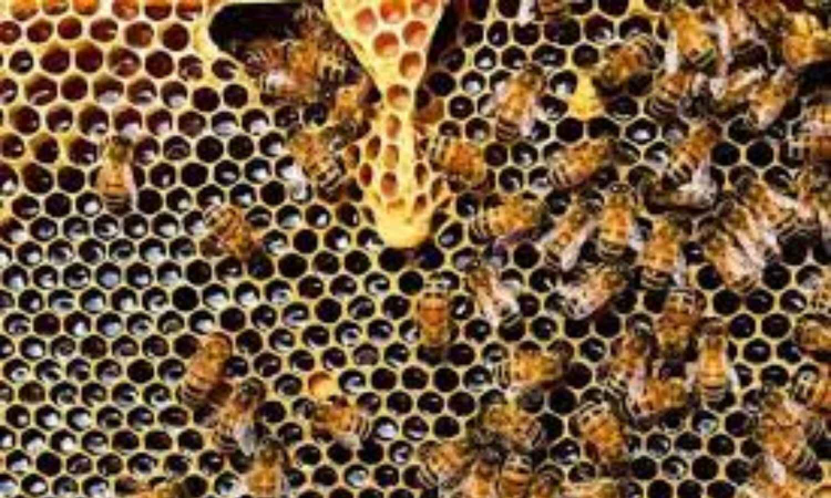 47 students injured in bee attack in Erode 47 students injured in bee attack in Erode