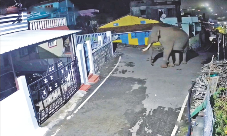Tamil Nadu: Elephant intrusions in residential areas trigger panic