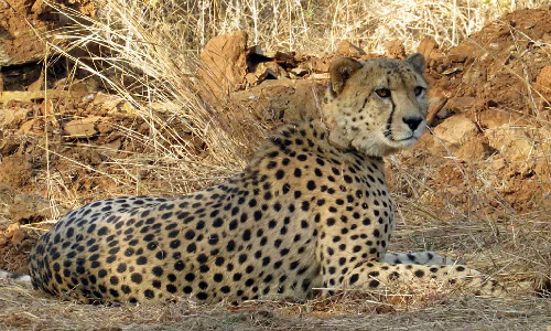 Eight cheetahs to be brought to India from Botswana; first four to arrive in May Eight cheetahs to be brought to India from Botswana; first four to arrive in May