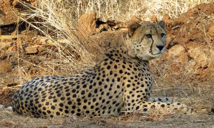 Eight cheetahs to be brought to India from Botswana; first four to arrive in May