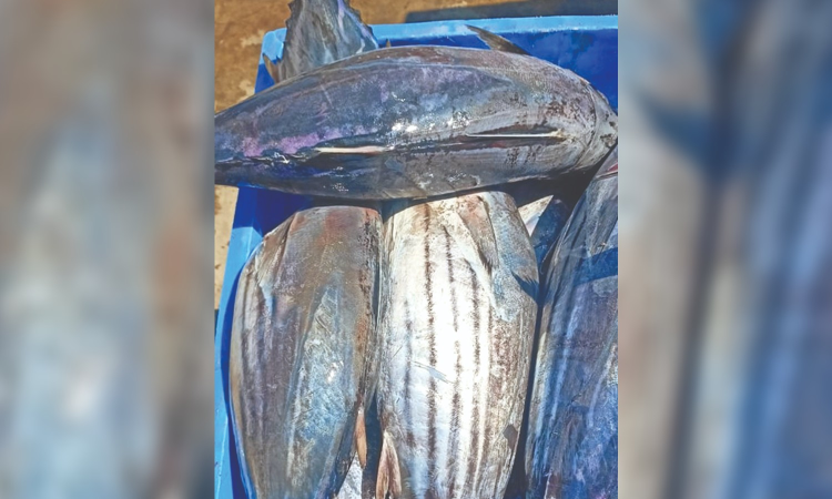 Ukraine-Russia war casts shadow on tuna fishers in Tamil Nadu