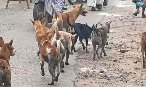 Scorching summer heat triggers aggression in stray dogs, warn experts