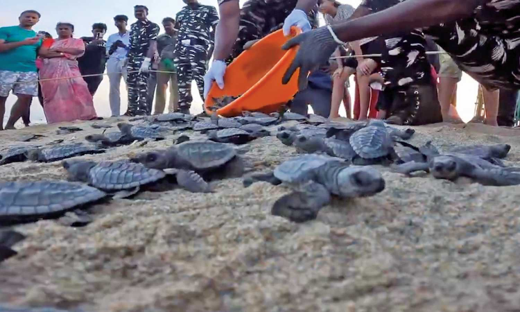Over 1.80 lakh Olive Ridley hatchlings released from TN coast