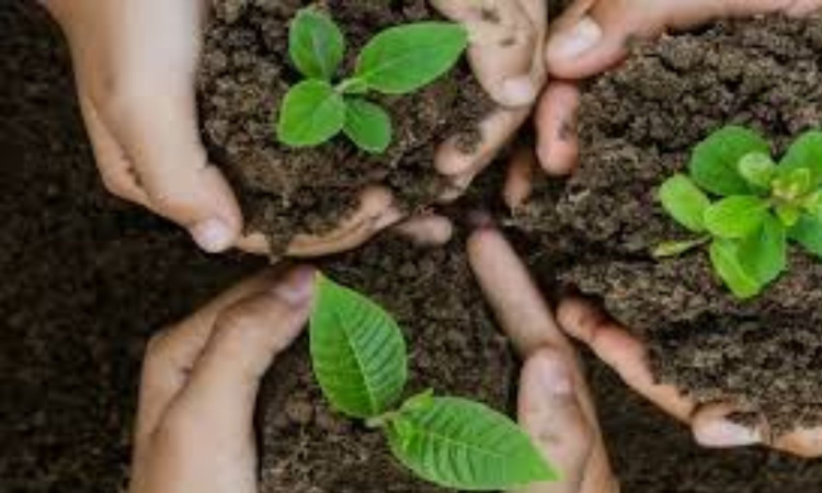 250 saplings planted at Corporation burial ground in Manali