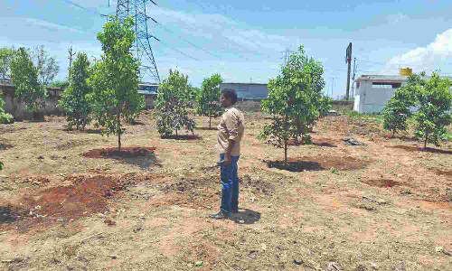 Tree plantation drive begins in all Chennai corporation-run crematoriums