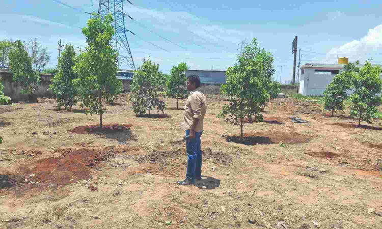 Tree plantation drive begins in all Chennai corporation-run crematoriums