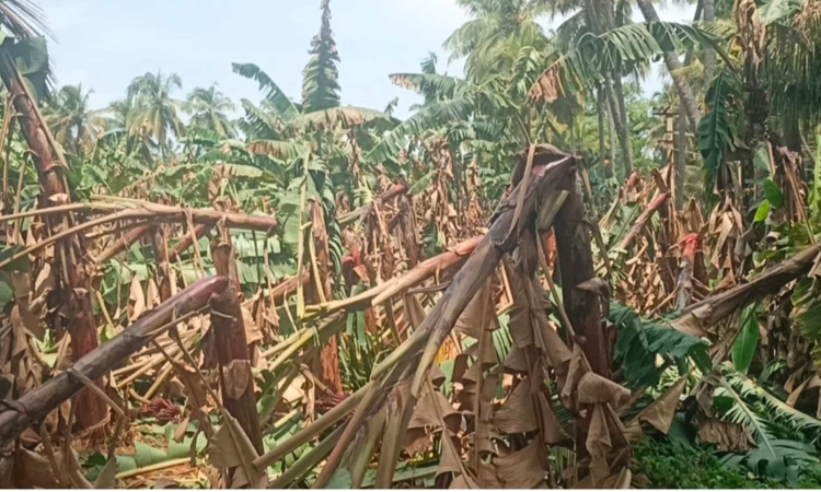 Rain and winds uproot over 50,000 banana plants in Theni