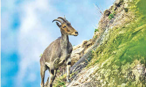Nilgiri Tahr survey concludes in Tamil Nadu