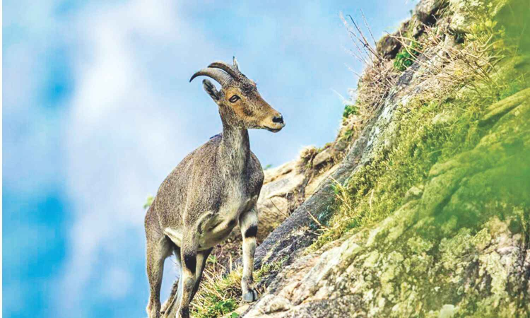 Nilgiri Tahr survey concludes in Tamil Nadu