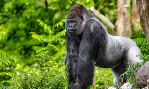 Evolutionary Split: Who would win in a fight between 100 men and 1 gorilla?