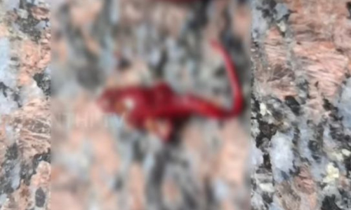 Salem: Child falls ill after drinking sweet beer containing dead lizard Salem: Child falls ill after drinking sweet beer containing dead lizard